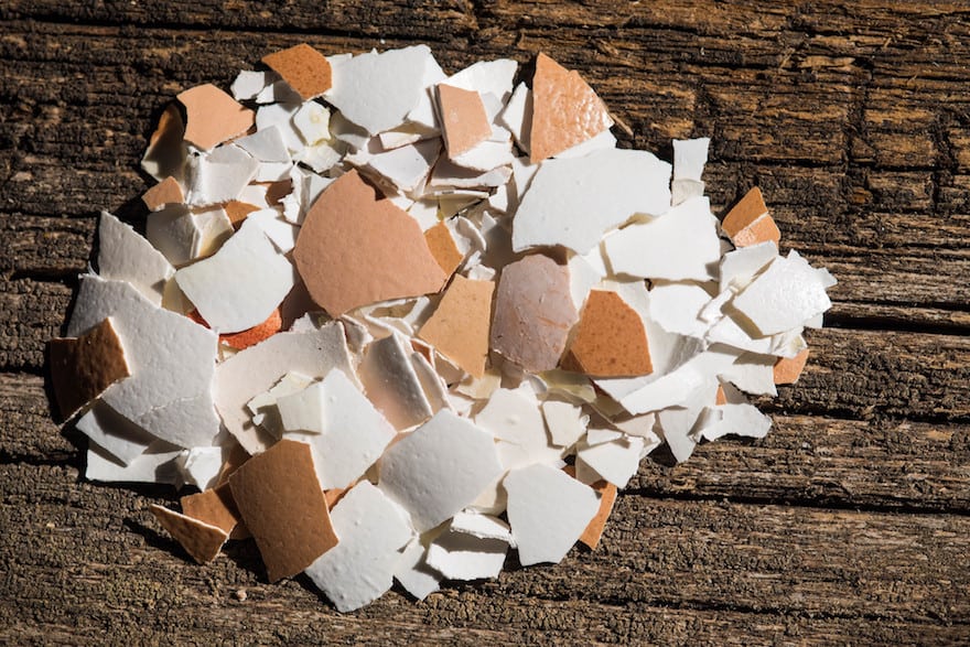 Crushed eggshells