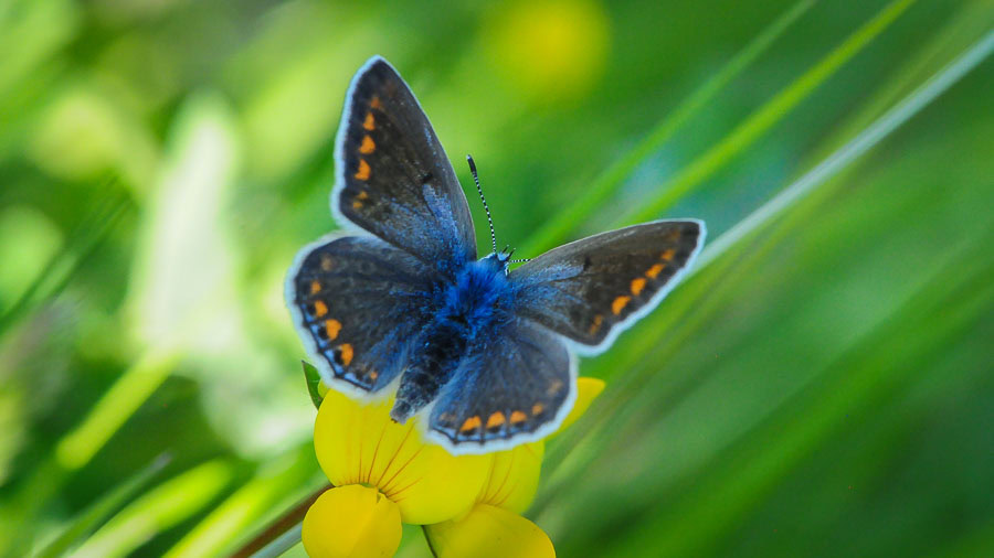 Argus bleu, mâle et femelle - Polyommatus icarus 3 Argus bleu ou Azuré de la Bugrane (Polyommatus icarus)