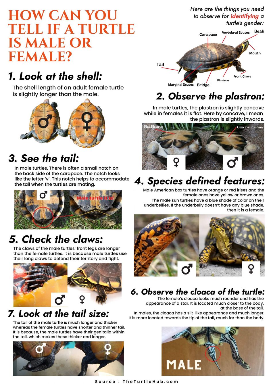 turtle gender identification