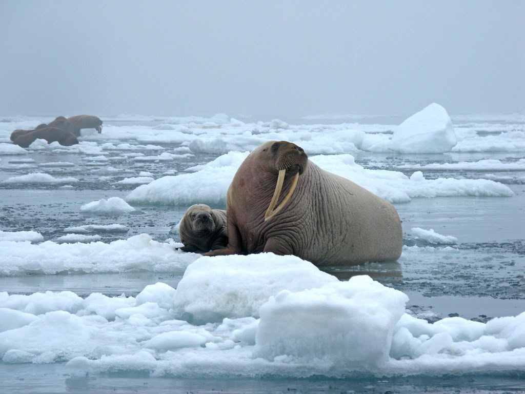 Walrus with baby