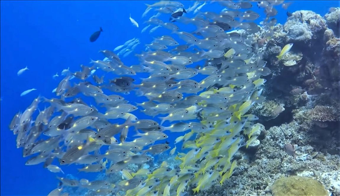 SourceBlue Corner - Palau, Micronesia