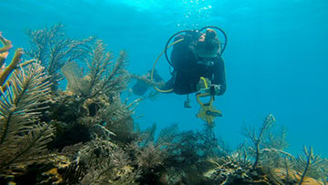 a diver is doing coral reef monitoring