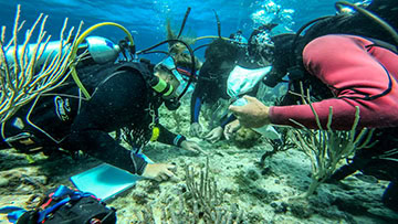 Divers planting corals on a reef