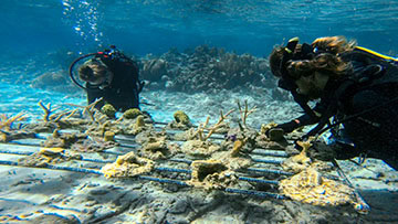 Divers attaching corals on a coral table