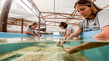 cleaning corals as part of coral husbandry