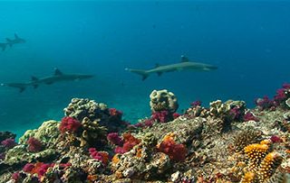 Fiji White Tip Reef Sharks from Oceans Project