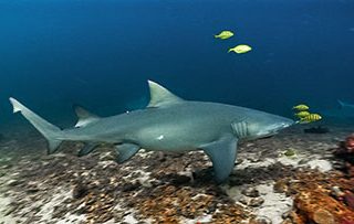 Fiji Lemon Shark from Oceans Project