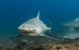 Fiji Bull Sharks from Oceans Project