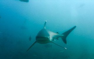 Fiji Silvertip Reef Shark from Oceans Project