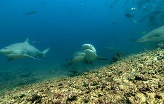 Fiji Bull Sharks from Oceans Project