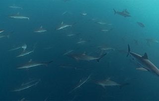 Galapagos Silky Sharks from Oceans Project