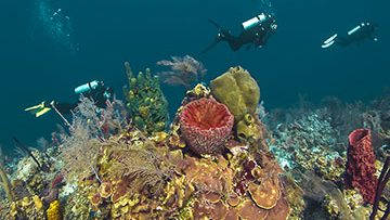 Divers on a Reef in Belize from Oceans Project