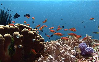 Reef in Thailand from Oceans Project