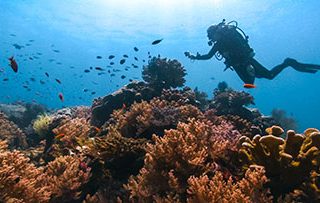 Diver on a reef in Thailand from Oceans Project