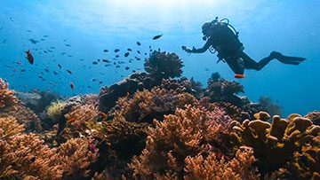 Diver on a reef in Thailand from Oceans Project