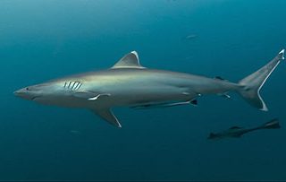 Fiji Silvertip Reef Shark from Oceans Project