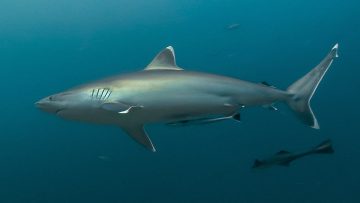 Silvertip Shark in Fiji from Oceans Project