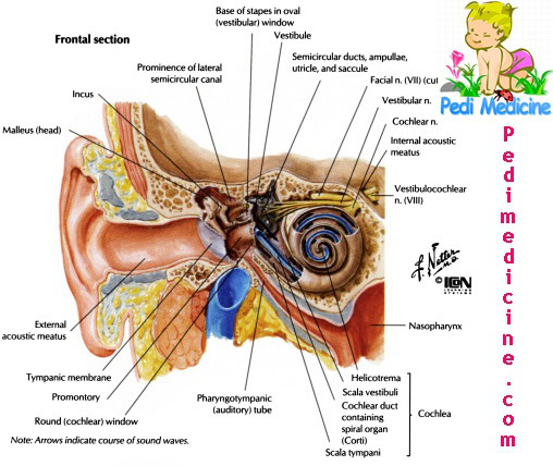 Basic Human Ear Anatomy and Physiology Outer Middle and Inner ear
