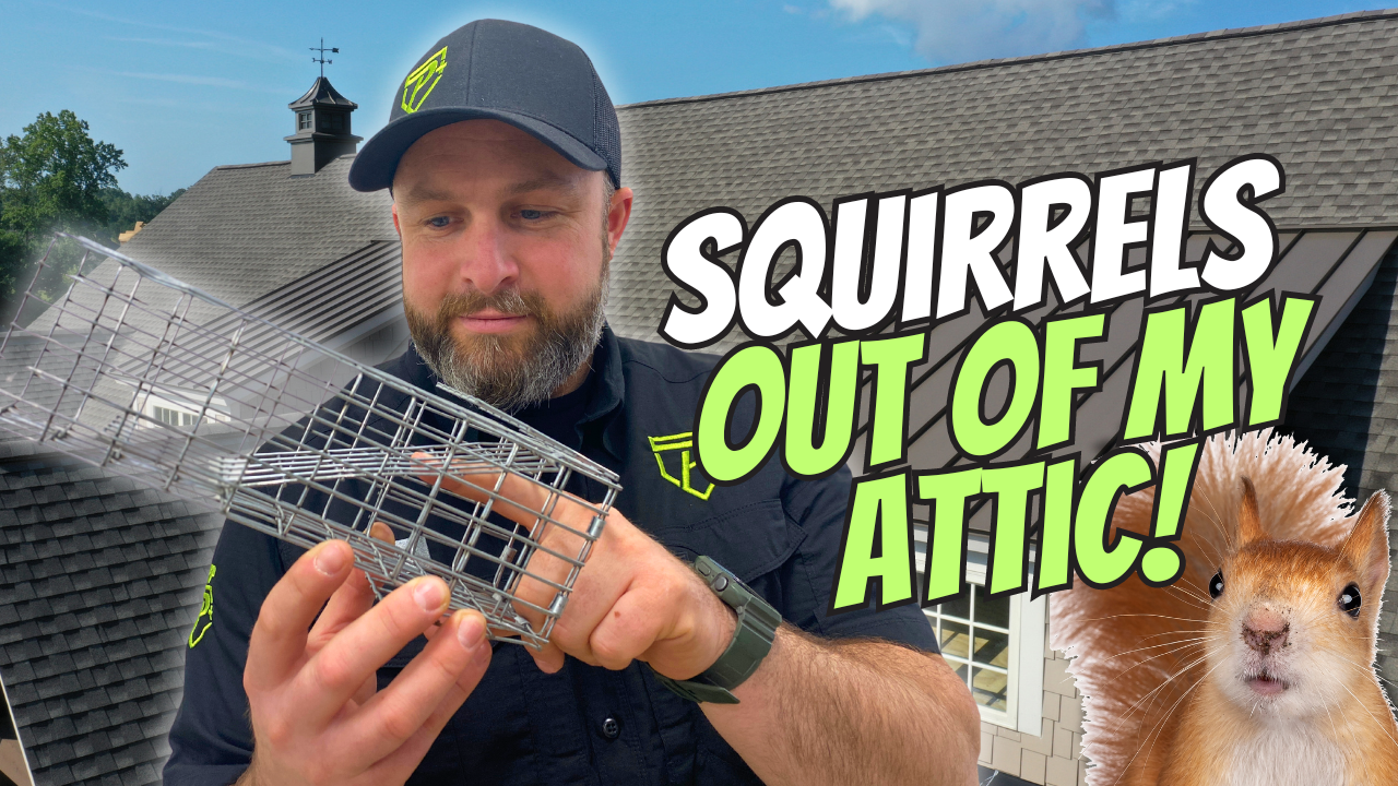 one way doors for squirrels. humane squirrel removal