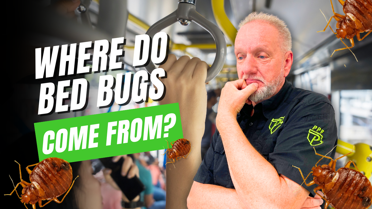 Where Do Bedbugs Come From a guide on how to prevent bringing bedbugs into your home!