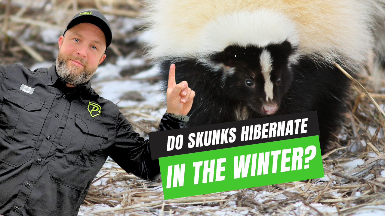 Do skunks hibernate in the winter? Learn about how skunk activity changes in the winter!