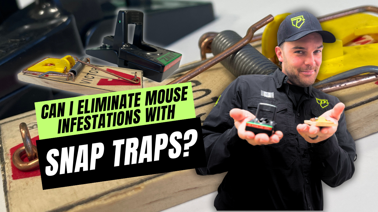 Do Snap Traps Work to eliminate a rodent infestation?
