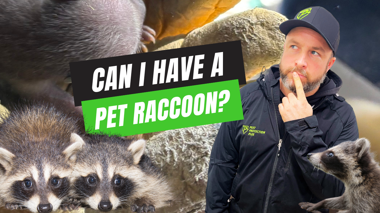 Can I Have a Pet Raccoon in Ontario?Raccoons belong in the wild, not in your home.