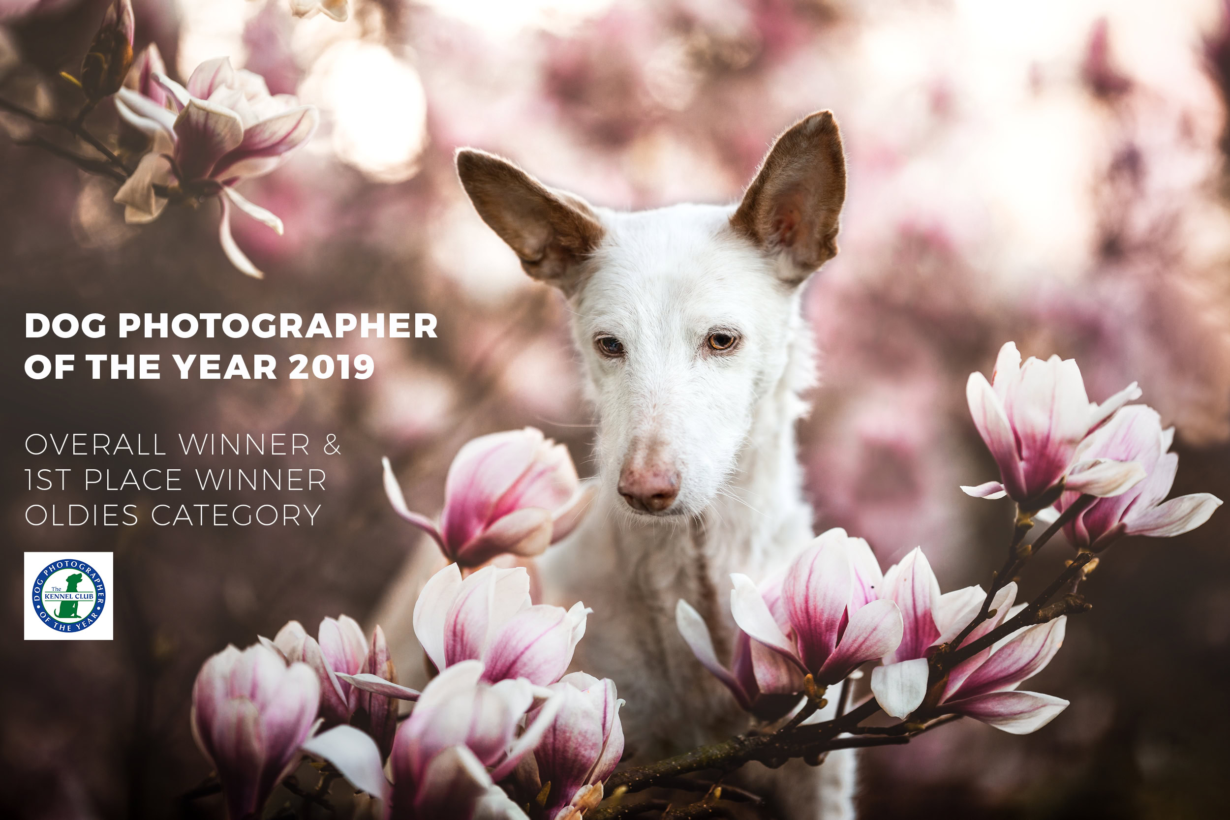 Podenco dog photographer of the year 2019 Photo-Passion Denise Czichocki Hundefotografie