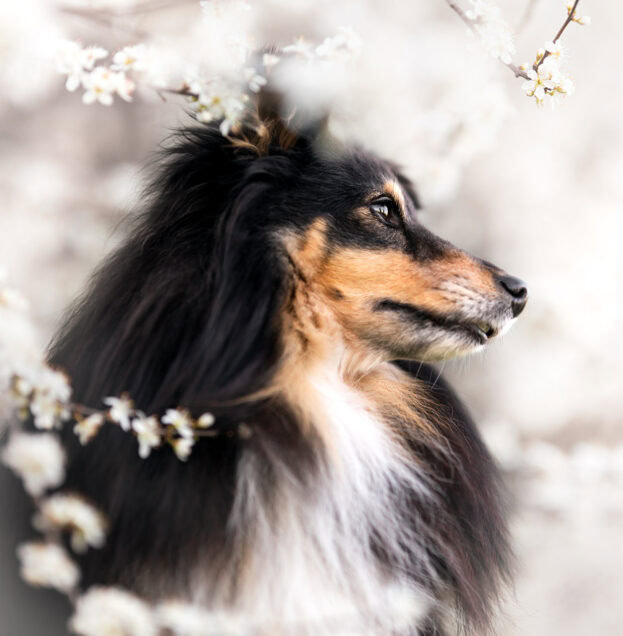 hundefotografie schweiz bern hundefotoshooting sheltie