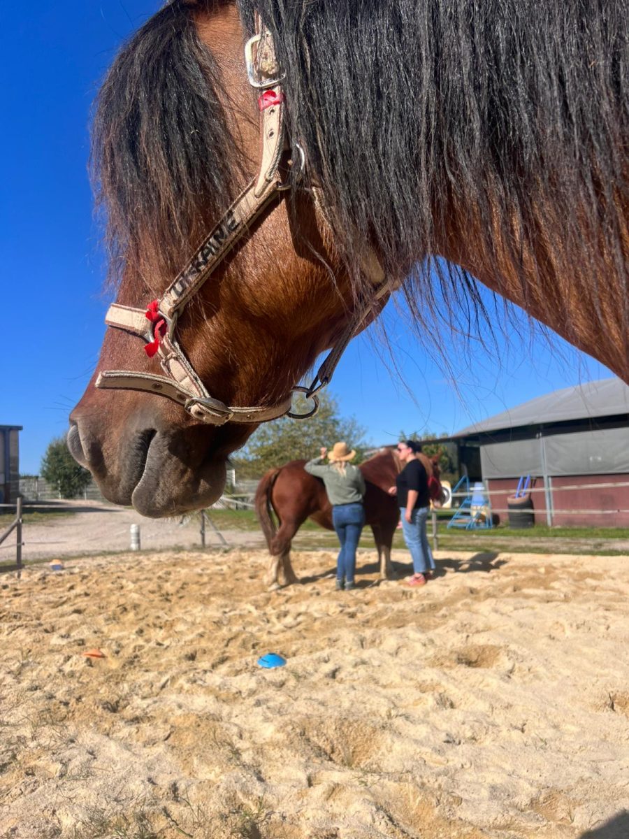 Journée portes ouvertes au service équithérapie