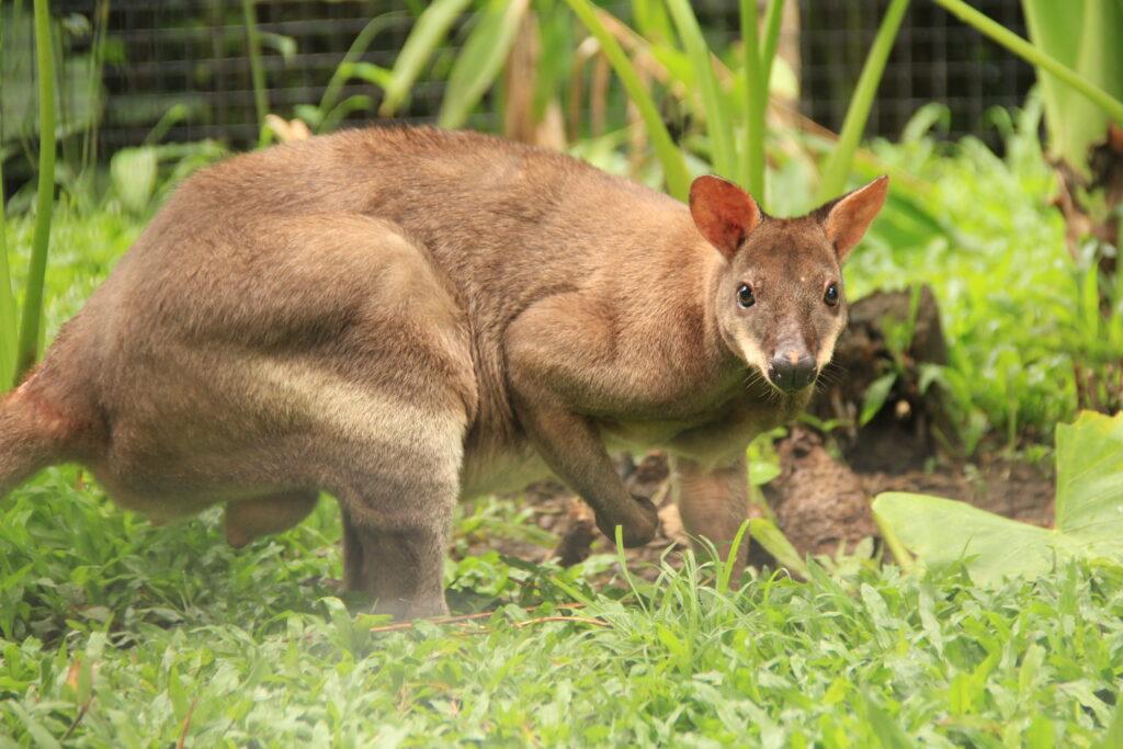 post-10674-thumbnail