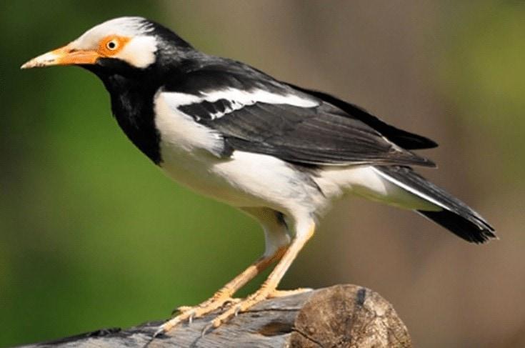 post-15076-thumbnail