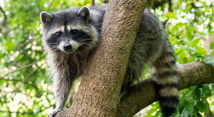 Raccoon removal services