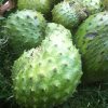 Soursop fruit (Annona muricata) aka Graviola, Guyabano, Guanabana grown in Hawaii