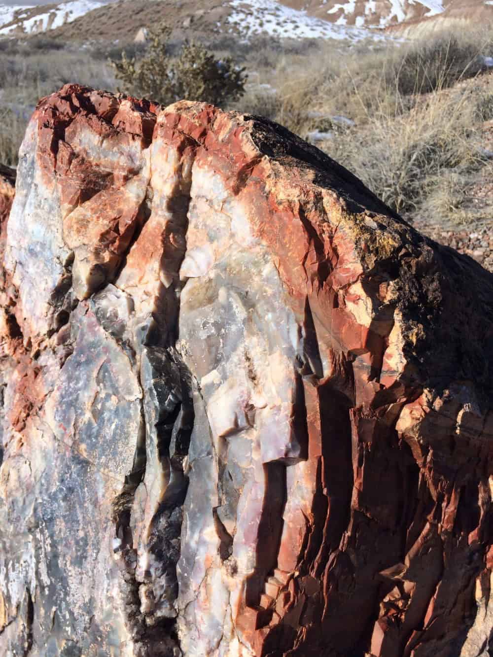 petrified forest