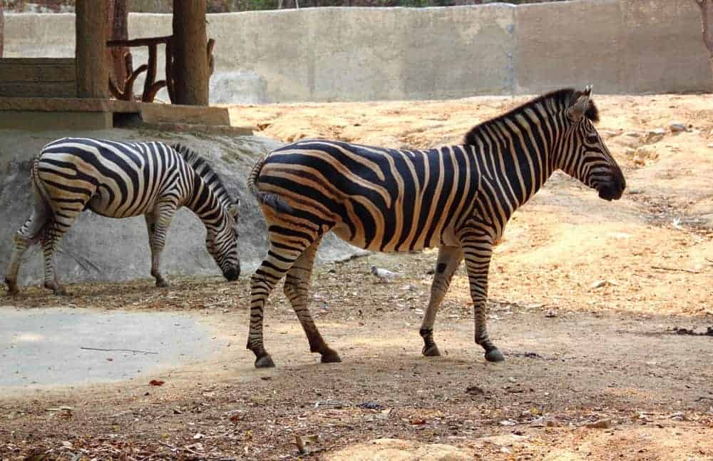 zebra