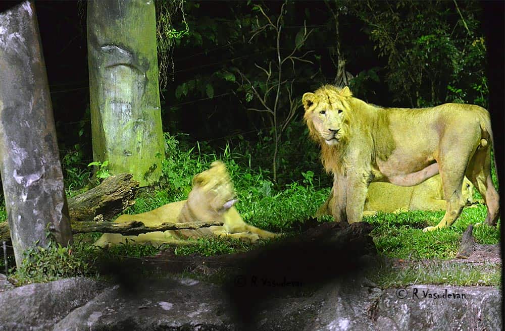 night safari singapore