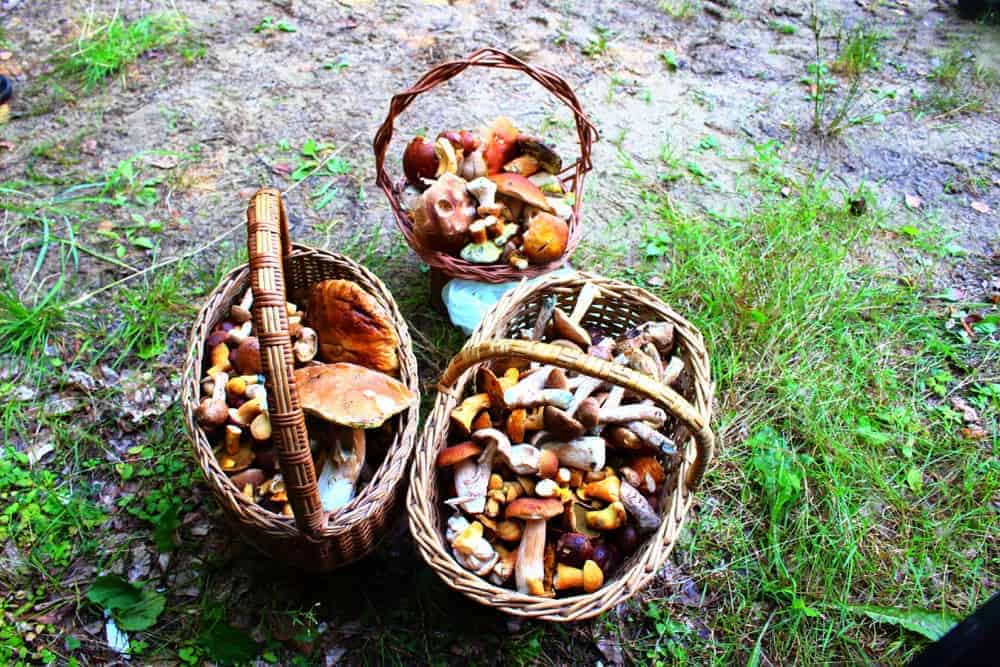 Mushroom hunting - the best summer activity in Czechia!