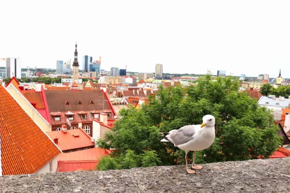 Kohtuotsa view point in Tallinn