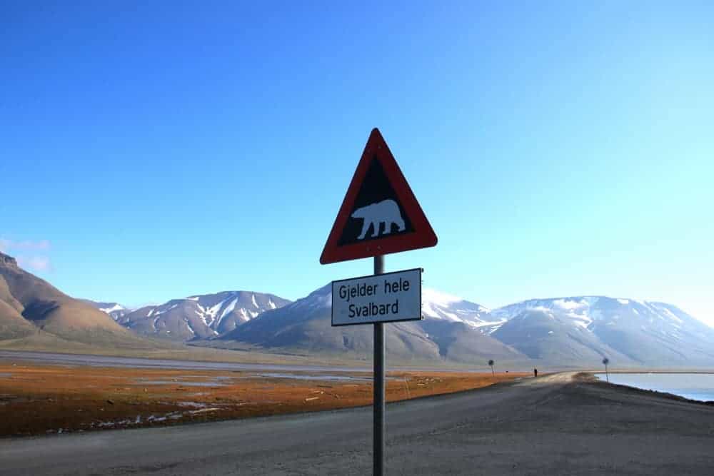 Polar bears can be quite dangerous, so don't leave the town without the guard.