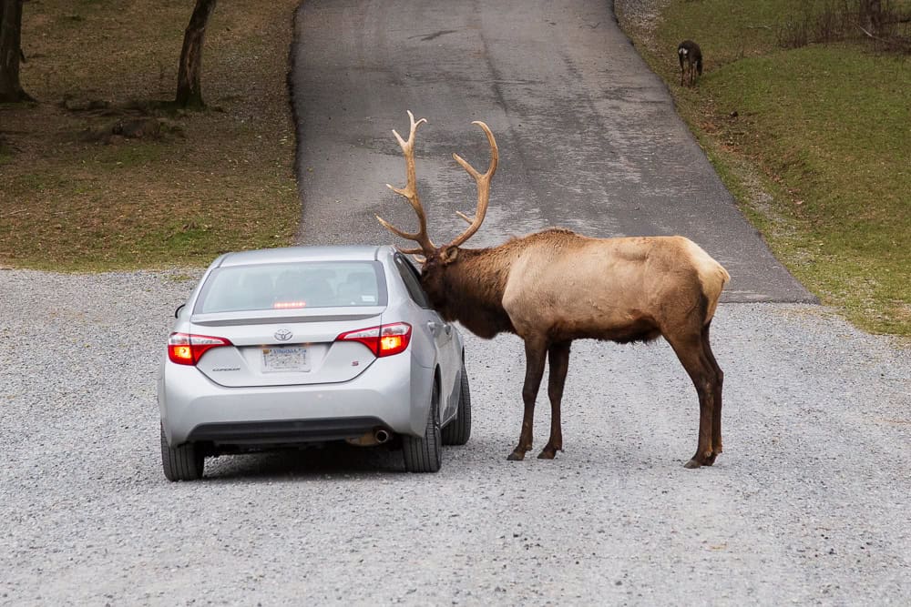 Bull elk demanding food