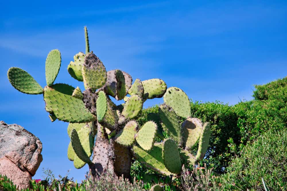 Sardinien, einfach der Hammer Image Name