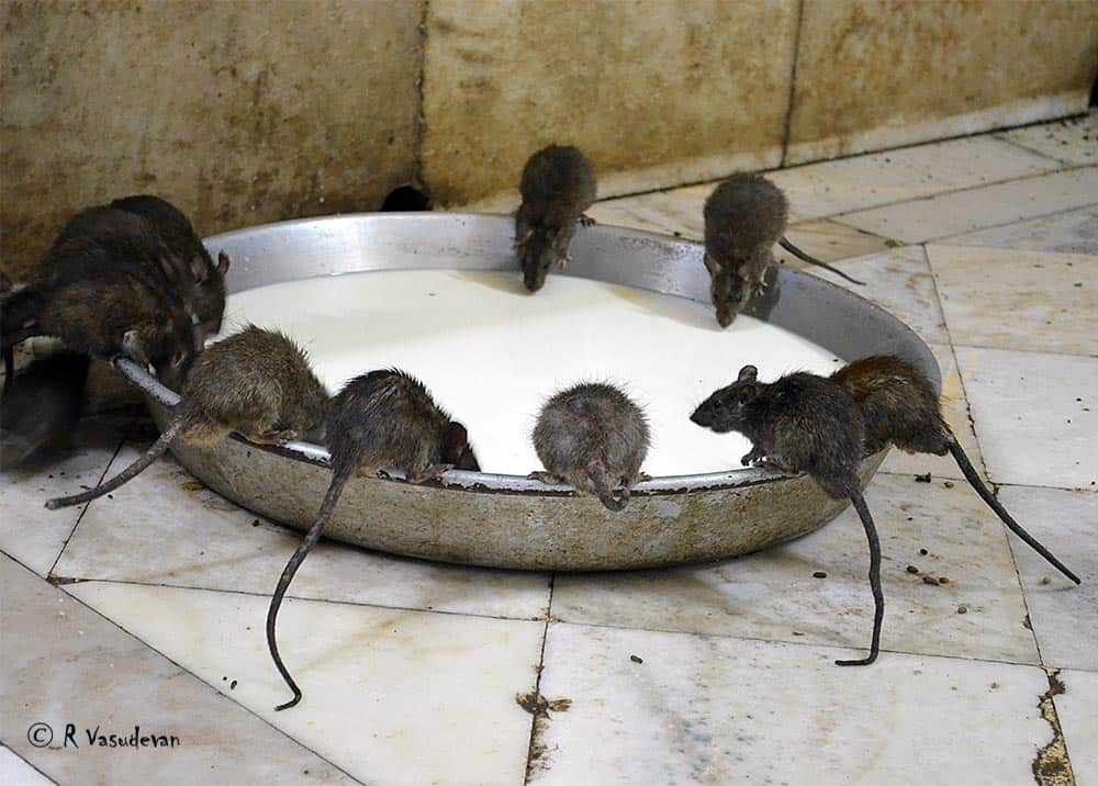 Top 15 Things to do in Bikaner 20 karni mata temple - top things to do in bikaner @lemonicks.com