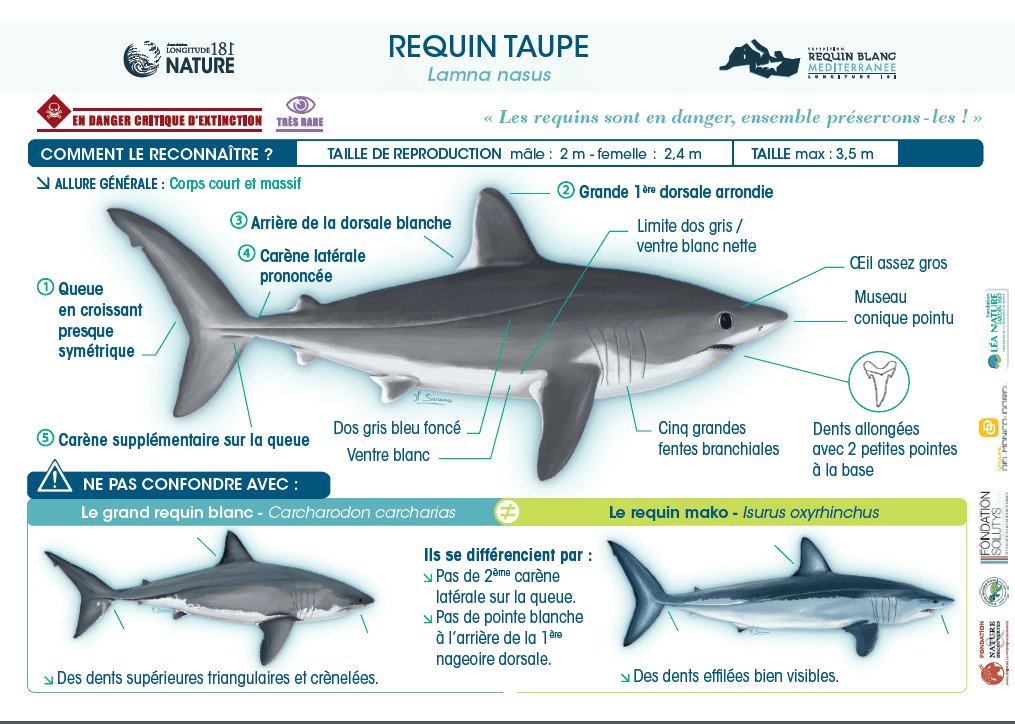 Le requin taupe et le grand requin blanc, même famille !