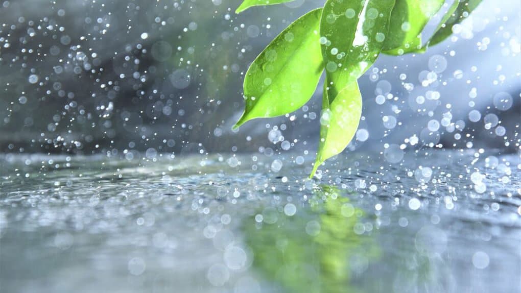 Benefits Of Rain Water For Plants Why You Should Use It? Zany Plant World