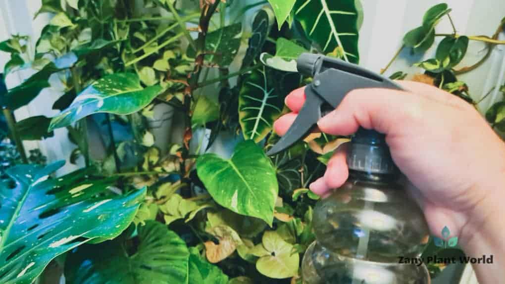 Foliar Spray Benefits Of Foliar Feeding For Plants