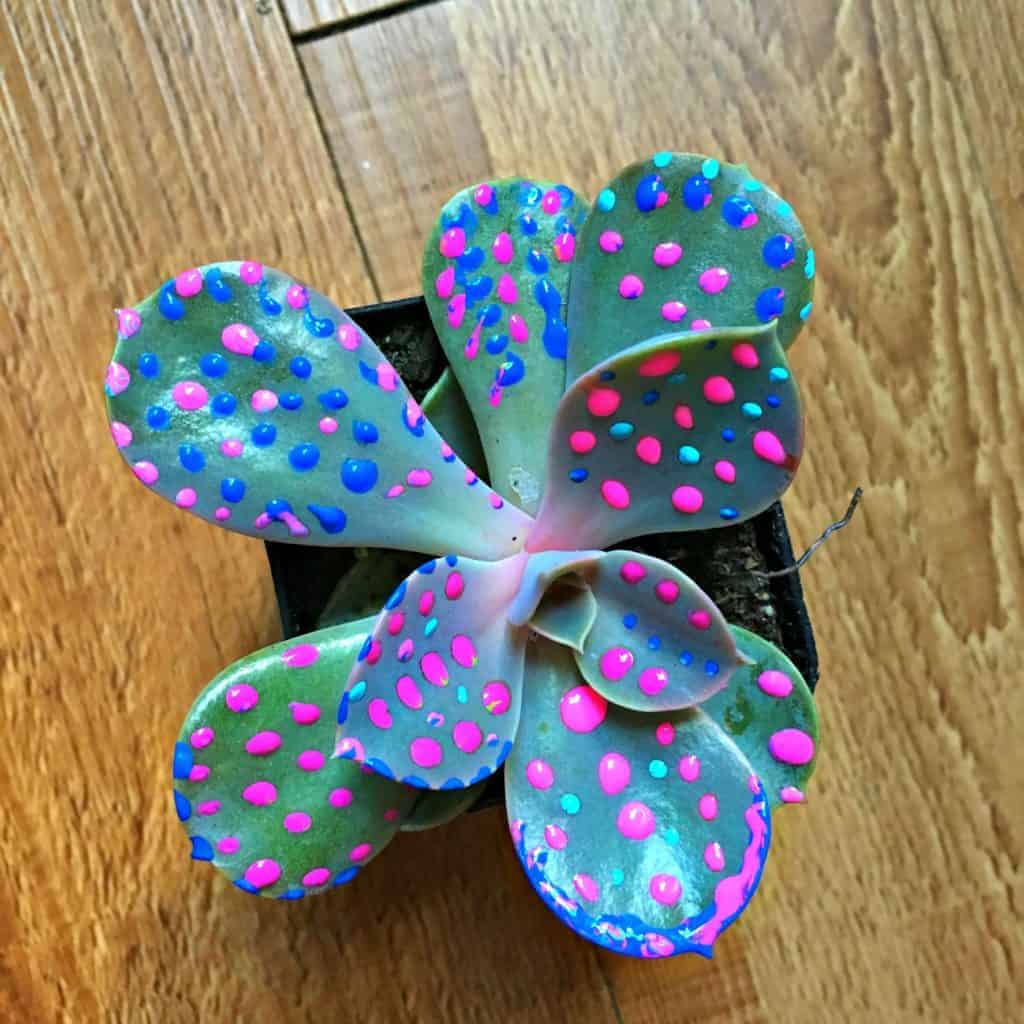 succulent with blue and pink paint dots on it