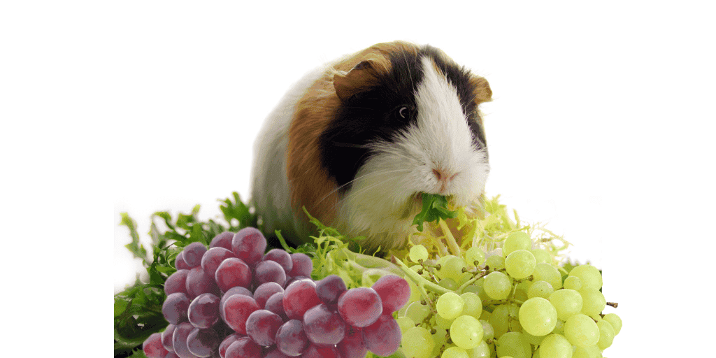 Guinea Pig Health - What to look for in a healthy Guinea Pig, and 5 Common Health problems Guinea Pig Health
