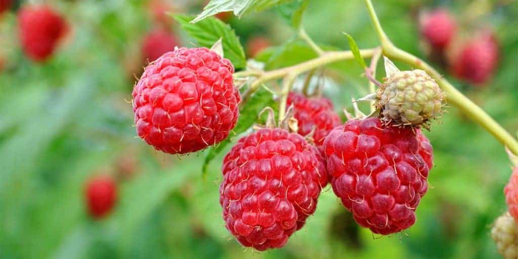 heritage everbearing raspberry bush
