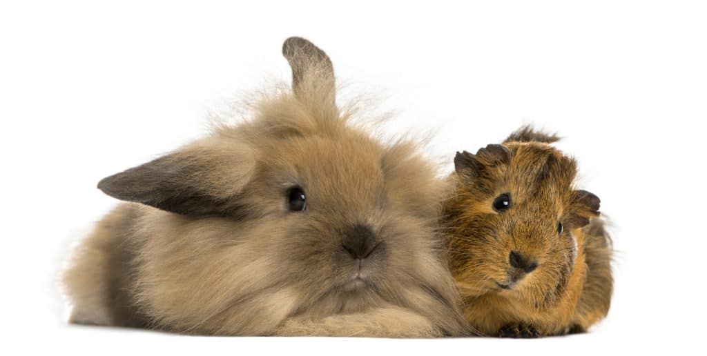 Guinea pig vs Hamster - A useful Comparison, and 5 things to consider. Rabbits and Guinea Pigs get along. Hamsters prefer to be alone.